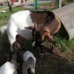 Kveder