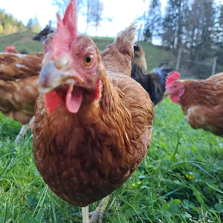 Kveder Skofja Loka