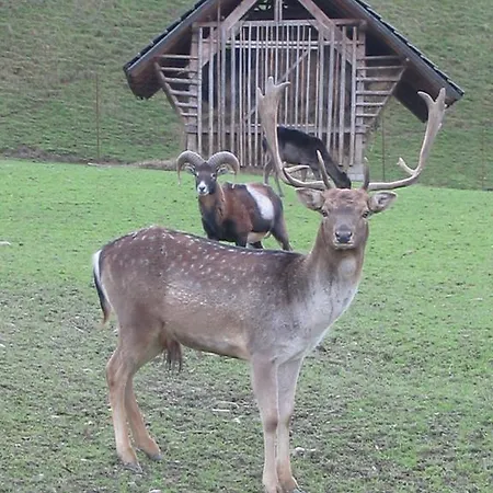 Penzion Kveder