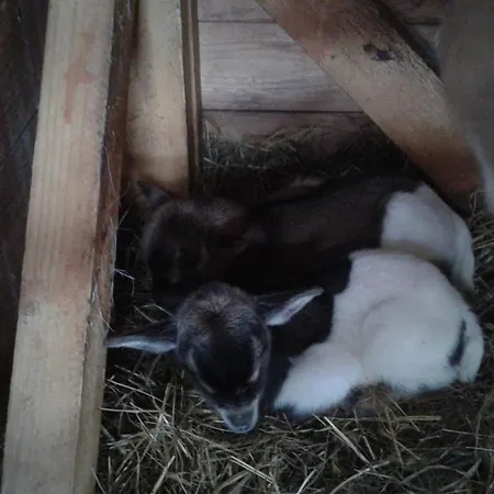 Kveder 3* 슈코퍄로카