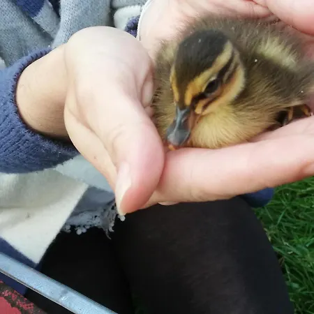 Kveder 3* 슈코퍄로카