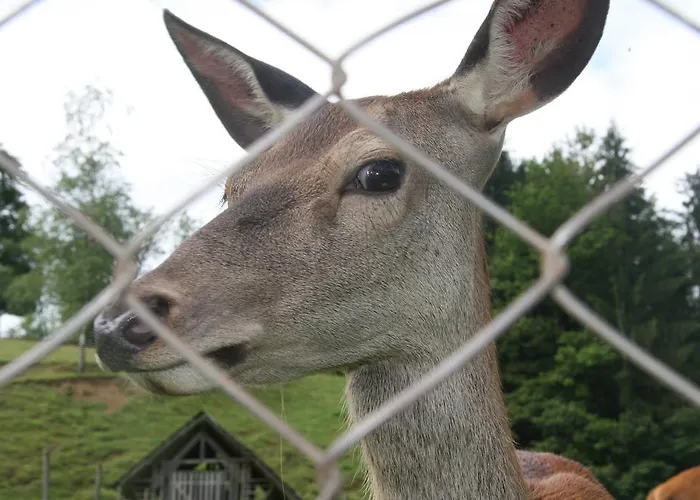 Kveder Penzion Škofja Loka