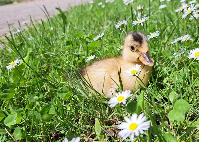 Kveder 3* Škofja Loka