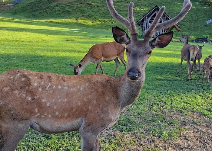 Kveder 3* Škofja Loka