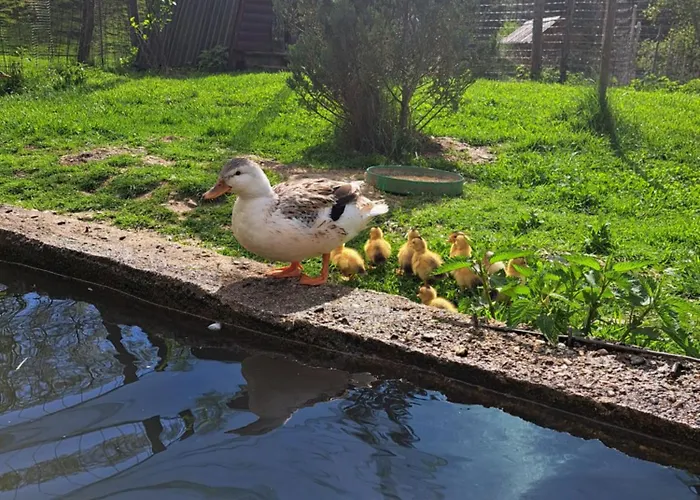 Gæstehus Kveder Škofja Loka