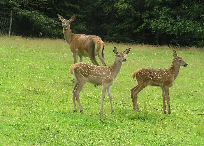 Kveder 3* Škofja Loka
