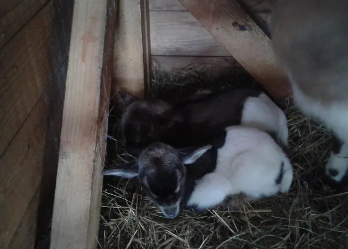 Kveder 3* Škofja Loka