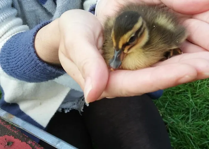 Kveder 3* Škofja Loka